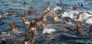  Sea Lions 